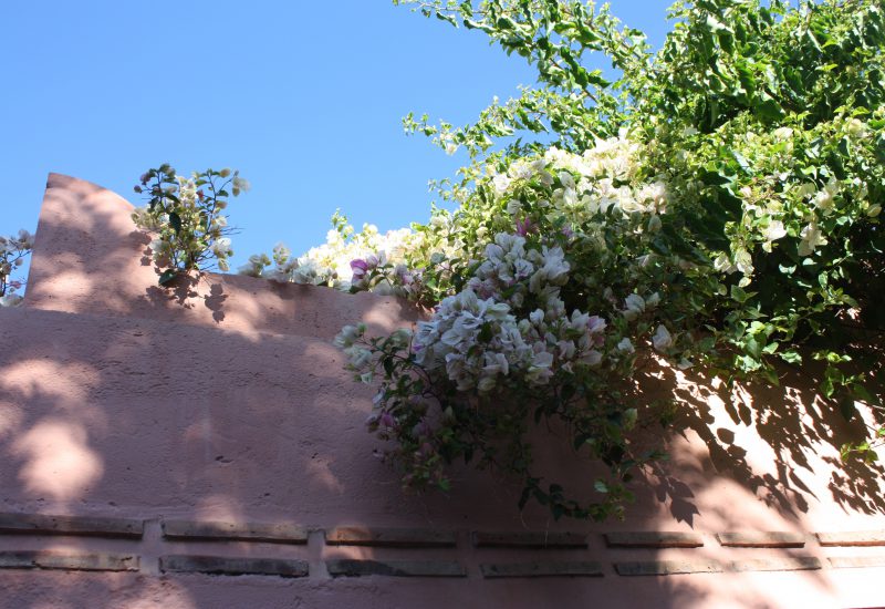 Marrakech fleurs