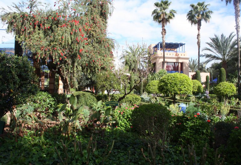 Marrakech arbres fleurs