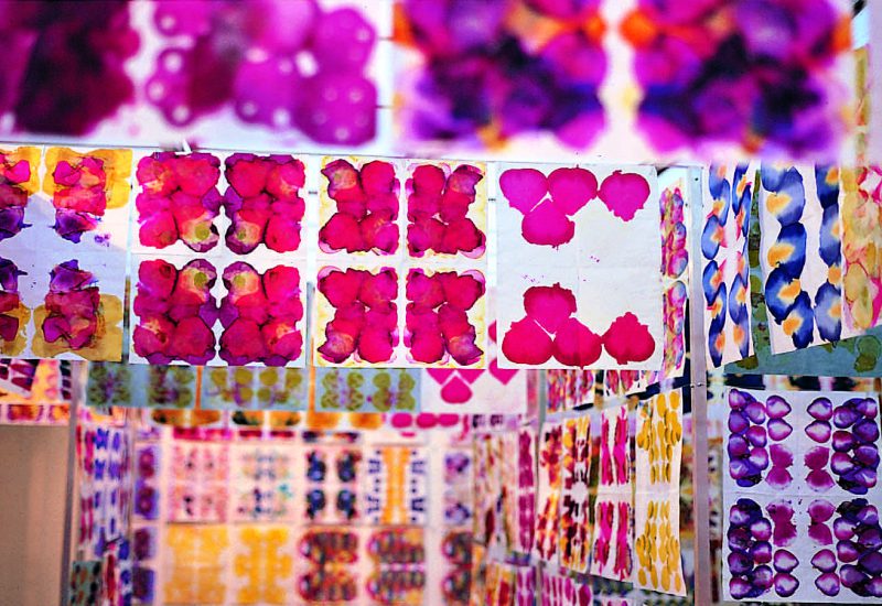 Centre Pompidou Gabriel Orozco, Color Travels through Flowers, 1995 (détail)