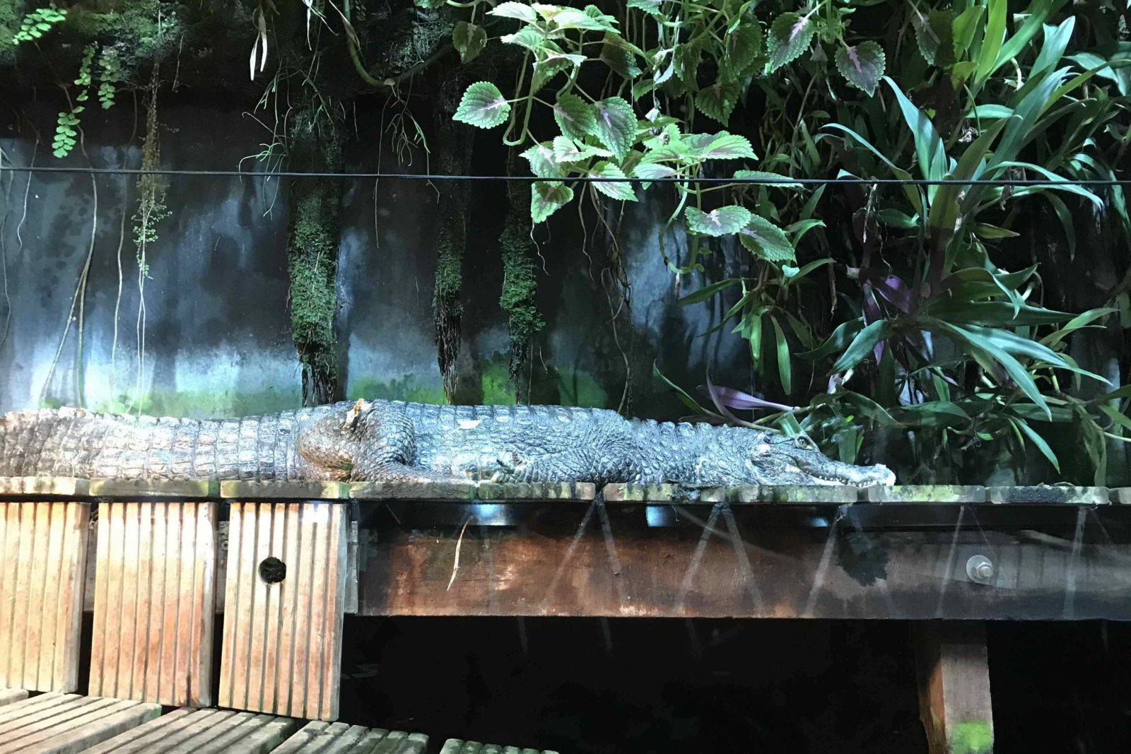 Nausicaa Boulogne-sur-Mer alligator