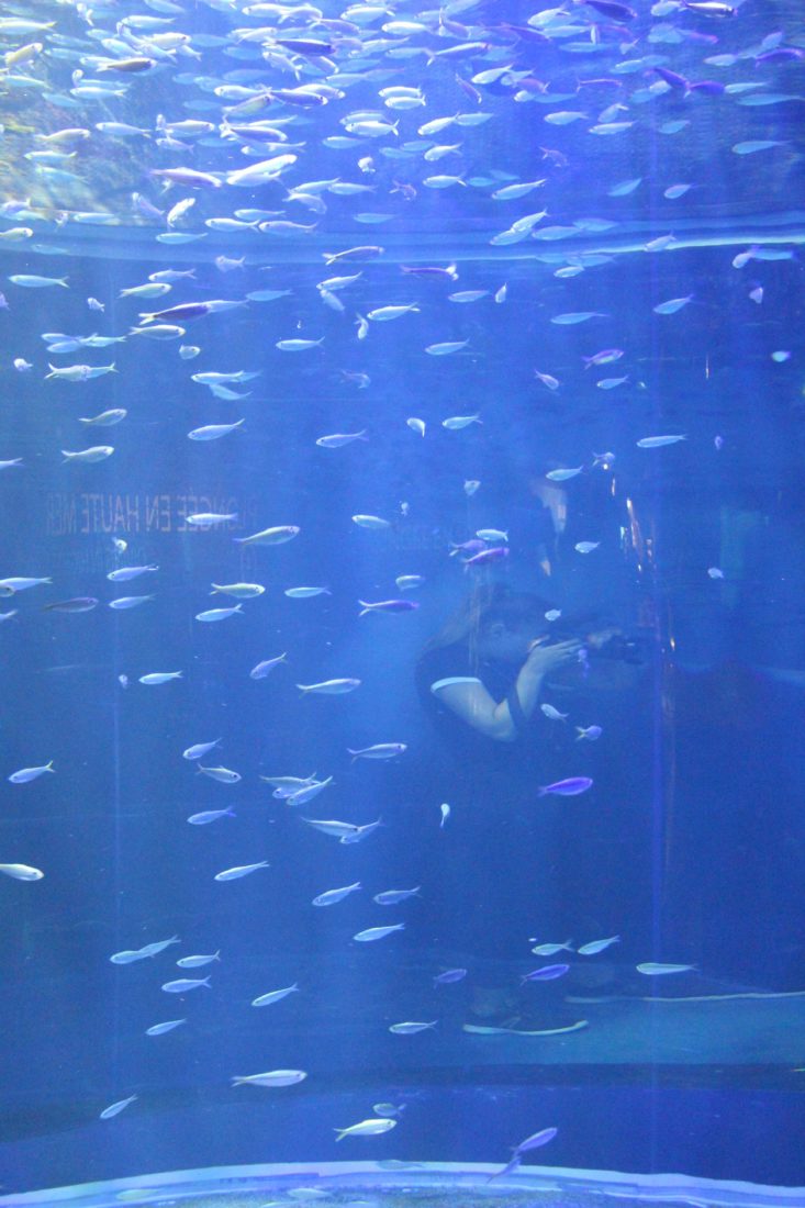 Nausicaa Boulogne-sur-Mer banc de poissons