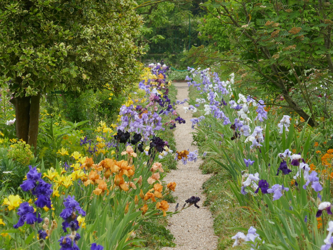 Iris jardin  de Claude Monet à Giverny